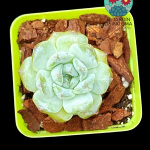 Echeveria Fat tiger (importación)