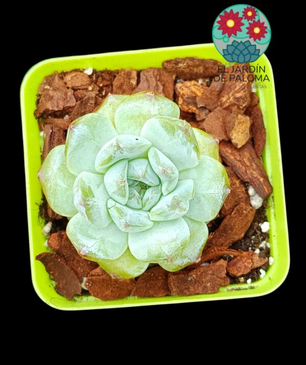 Echeveria Fat tiger (importación)