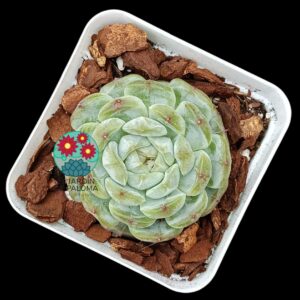 Echeveria Snow white (importación)