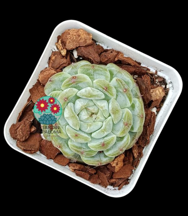 Echeveria Snow white (importación)