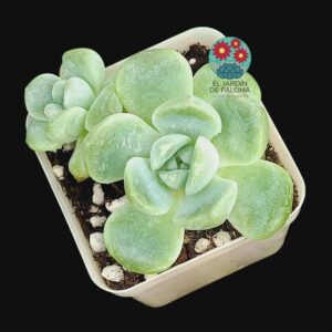 Echeveria Evening snow (importación)