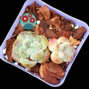 Echeveria Soul Fairy doble (tamaño pequeño, importación)