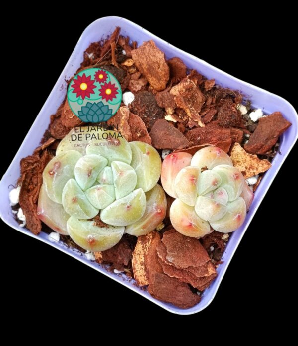 Echeveria Soul Fairy doble (tamaño pequeño, importación)