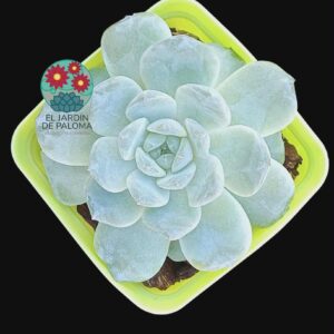 Echeveria Fat tiger (importación)