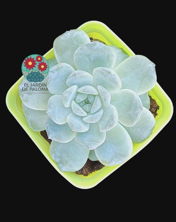 Echeveria Fat tiger (importación)