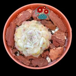 Echeveria White fatty (importación, roseta pequeña)