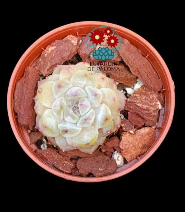 Echeveria White fatty (importación, roseta pequeña)