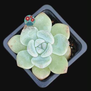 Echeveria "Alba beauty" hibrida (importación)