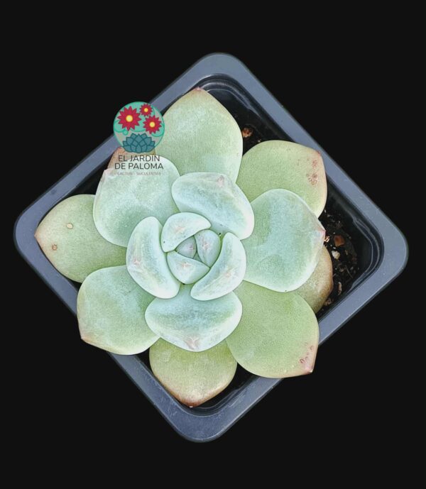 Echeveria "Alba beauty" hibrida (importación)