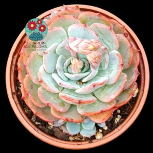 Echeveria Secunda azulita con hijuelo