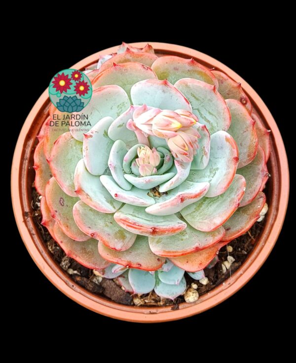 Echeveria Secunda azulita con hijuelo