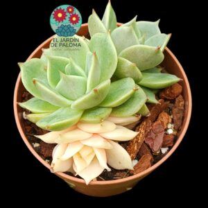 Echeveria Lake Baikal variegata (de 3 rosetas, importación)