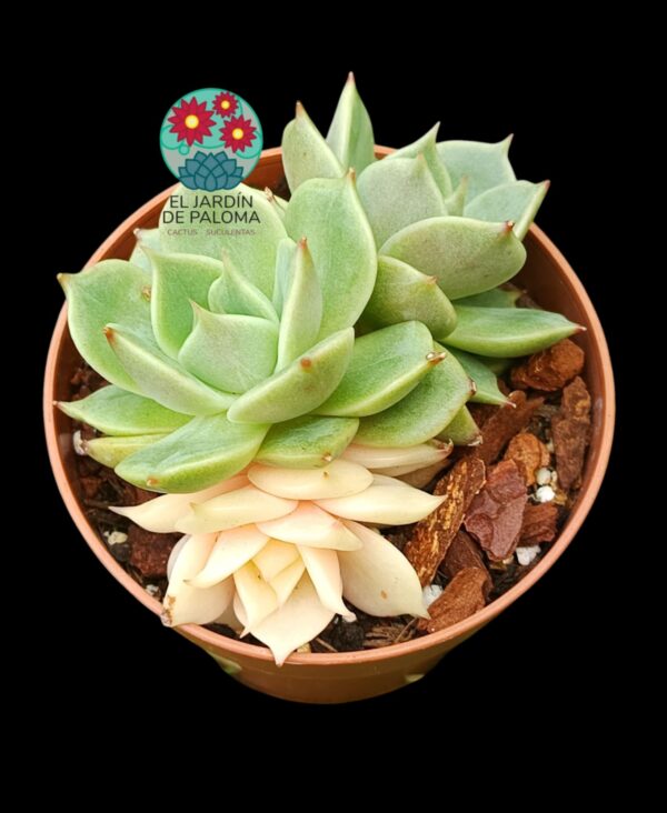 Echeveria Lake Baikal variegata (de 3 rosetas, importación)