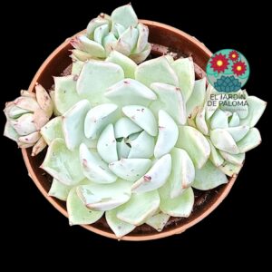 Echeveria Beatrice