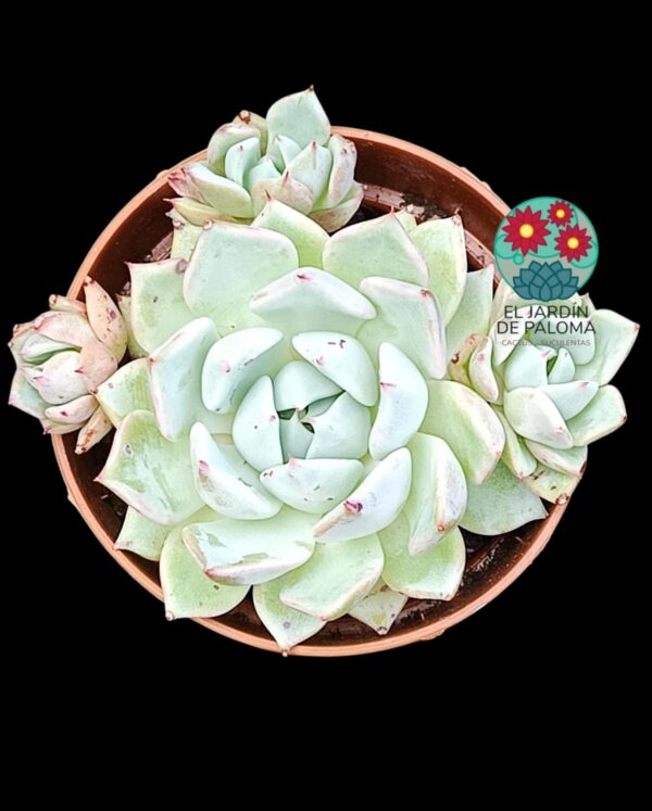 Echeveria Beatrice