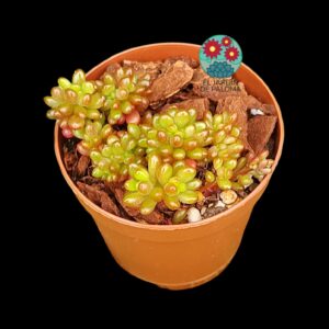 Echeveria Berrys cristata (importación y maceta pequeña)