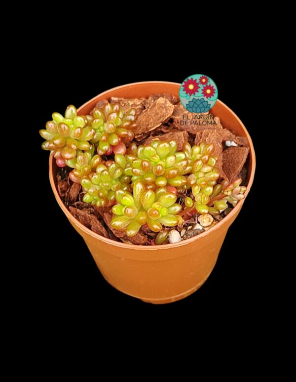 Echeveria Berrys cristata (importación y maceta pequeña)