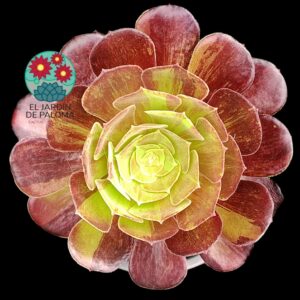 Aeonium Big Bang  plus (es grande)