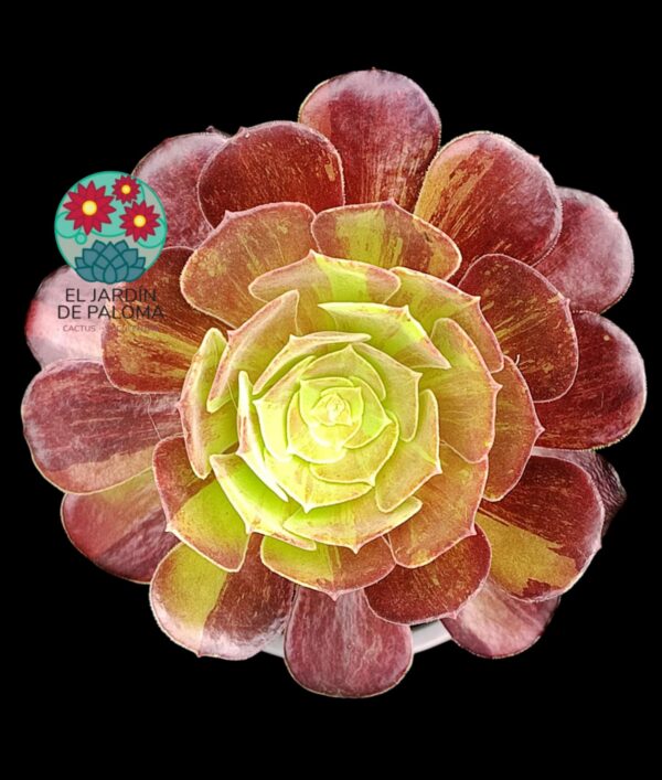 Aeonium Big Bang  plus (es grande)