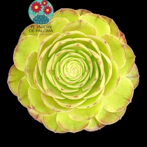 Aeonium "Black evil"