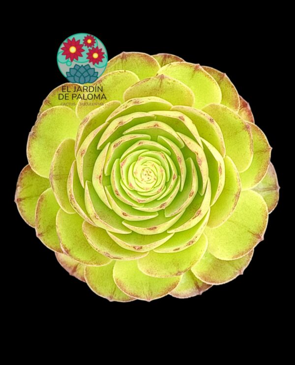 Aeonium "Black evil"