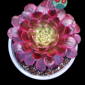 Aeonium Black Peony variegata (importación)