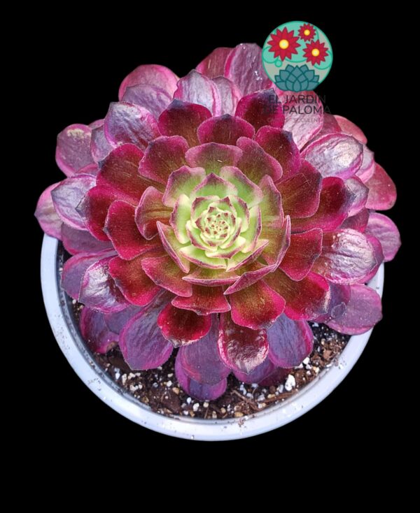 Aeonium Black Peony variegata (importación)