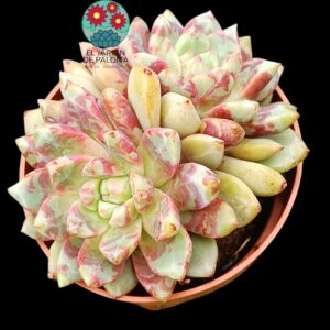 Echeveria Blood swallow doble