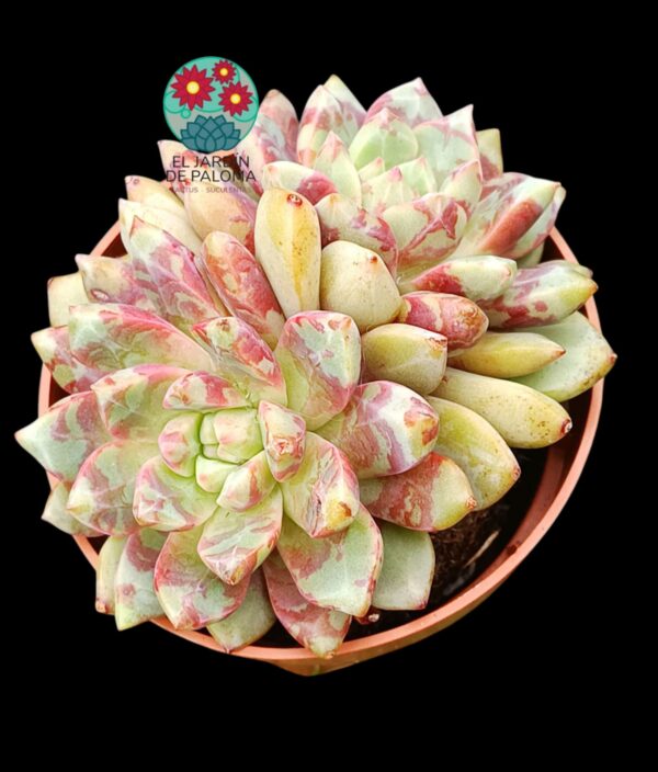 Echeveria Blood swallow doble
