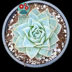Echeveria "Boeil rose"