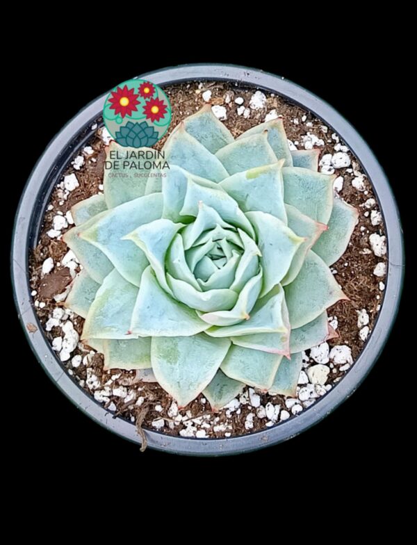 Echeveria "Boeil rose"