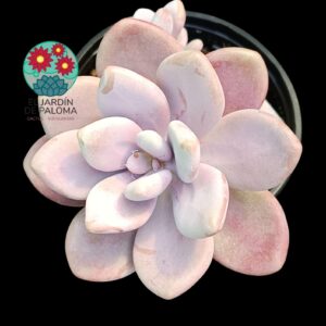 Pachyphytum Bractosedum pink (con hijuelo)