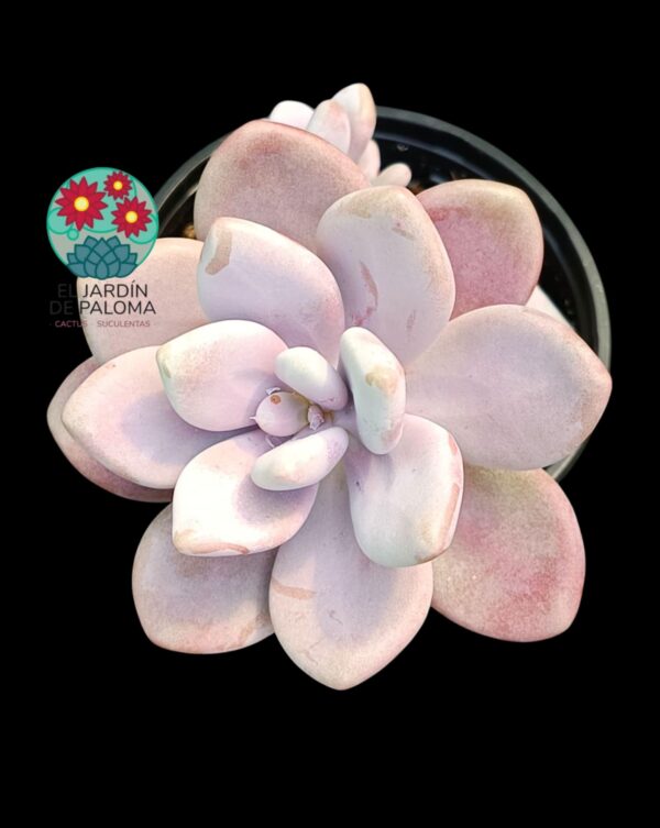 Pachyphytum Bractosedum pink (con hijuelo)