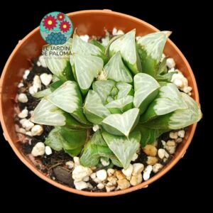 Haworthia Byakuya