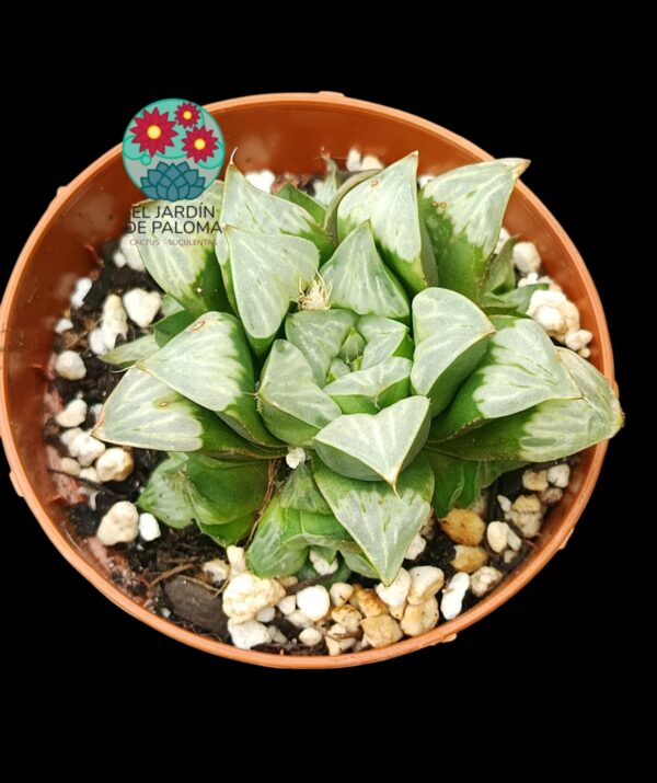 Haworthia Byakuya