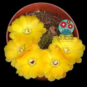 Sulcorebutia Canigueralli
