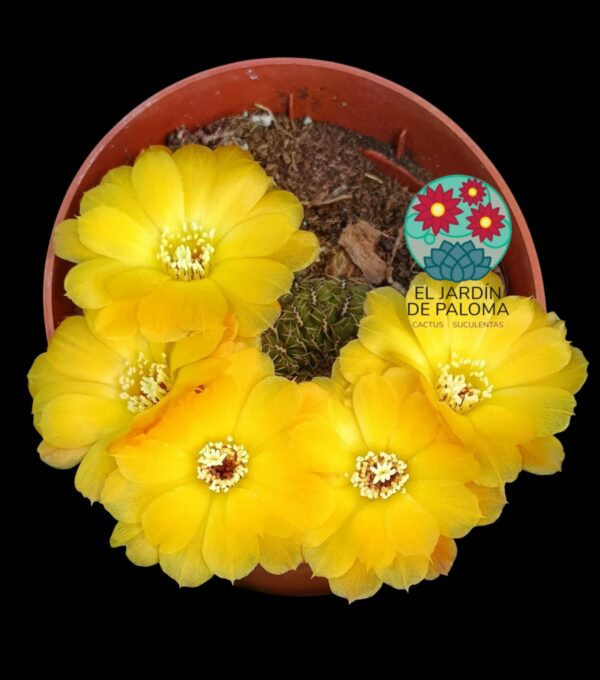 Sulcorebutia Canigueralli