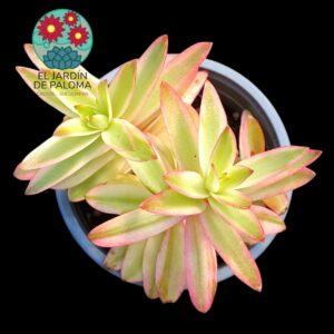 Crassula capitella variegata