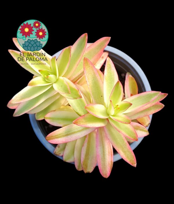 Crassula capitella variegata