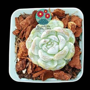 Echeveria Cappucino (importación)