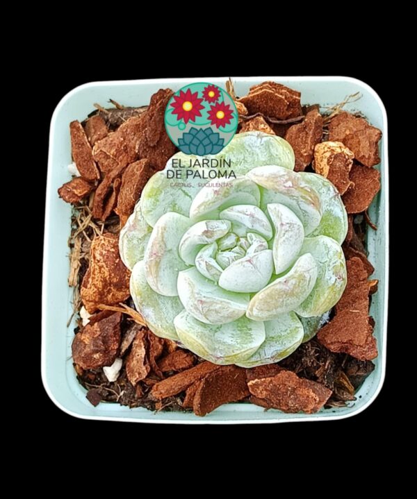 Echeveria Cappucino (importación)