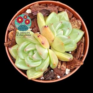 Echeveria Champagne doble (importación)