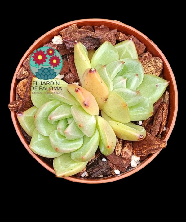 Echeveria Champagne doble (importación)