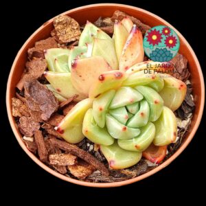 Echeveria Champagne doble (importación)