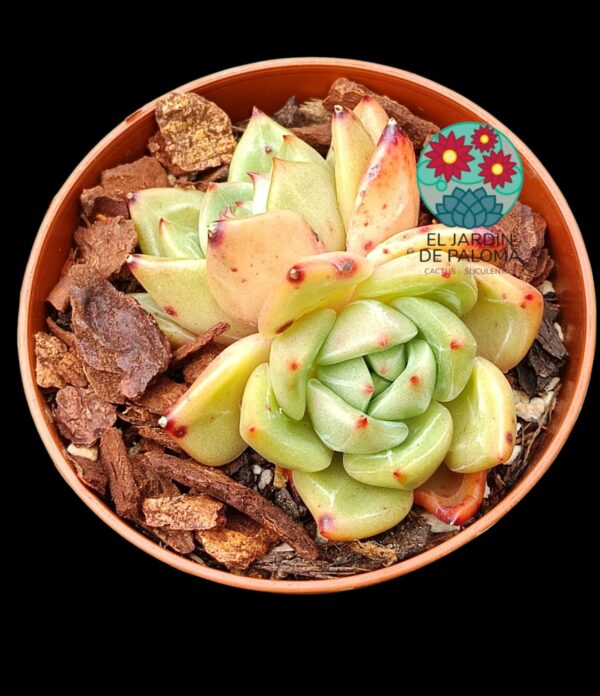 Echeveria Champagne doble (importación)