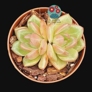 Echeveria Champagne doble roseta (importación)