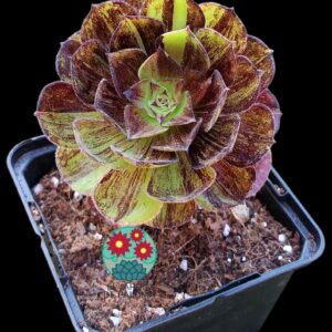 Aeonium Voodoo x bing bang variegata (importación)