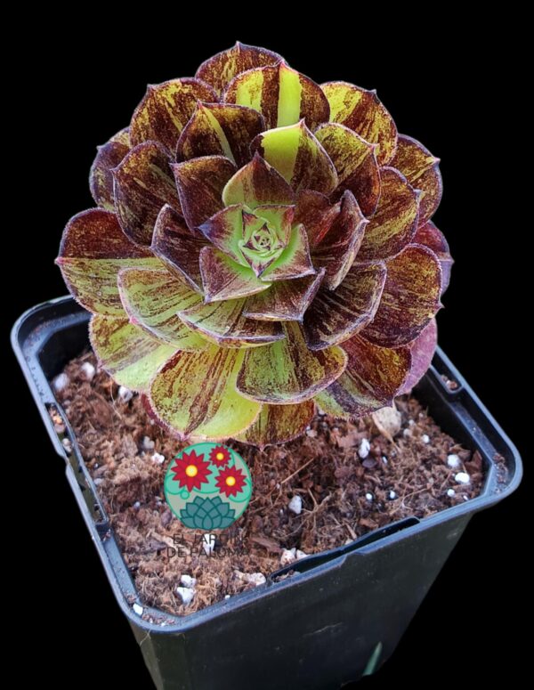 Aeonium Voodoo x bing bang variegata (importación)