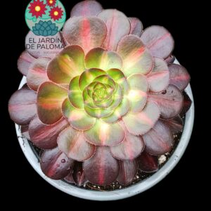 Aeonium Chanel middle variegata (importación, buen tamaño)