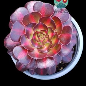 Aeonium Chanel middle variegata (importación, buen tamaño)